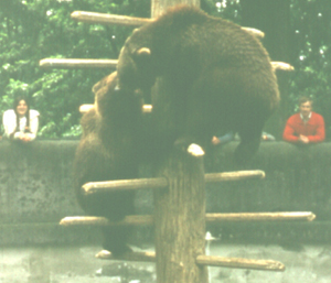 Bear pit Bern 1977 photo by Heather Hobden