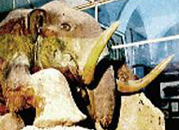 mammoth found 1900 near Sredne-Kolymsk