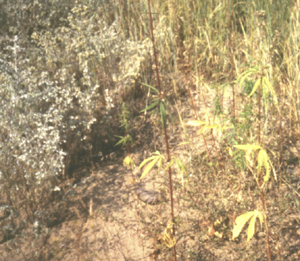 Hemp and wormwood walked through by Heather Hobden 1993 near Yakutsk